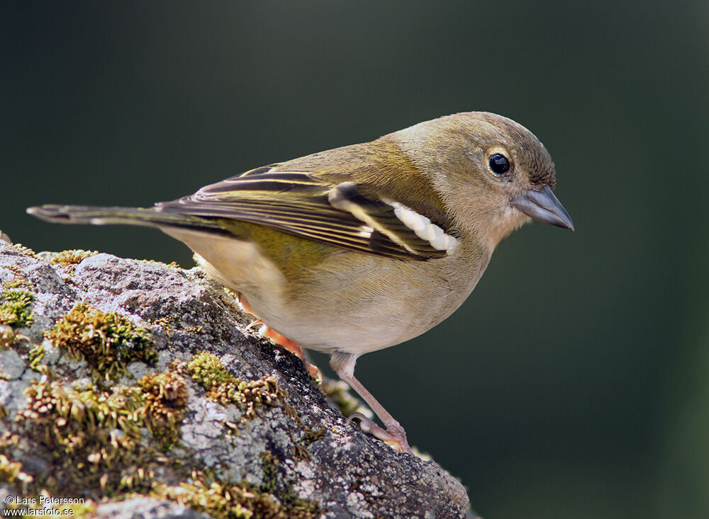 Eurasian Chaffinch