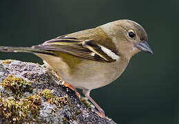 Eurasian Chaffinch