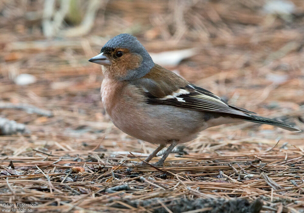 Eurasian Chaffinch