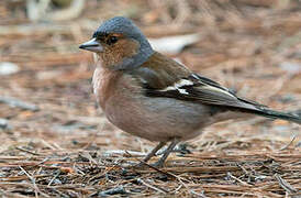 Common Chaffinch