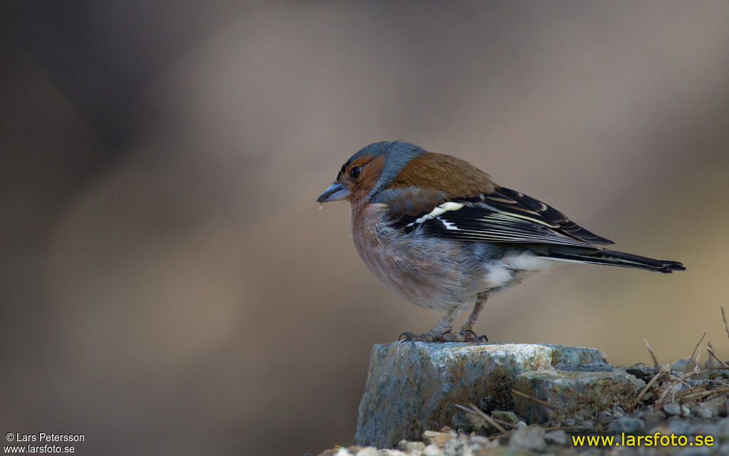 Eurasian Chaffinch