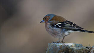 Eurasian Chaffinch