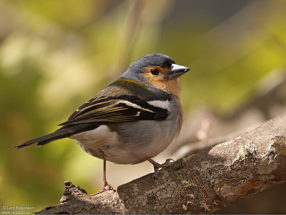 Common Chaffinch