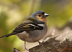 Eurasian Chaffinch