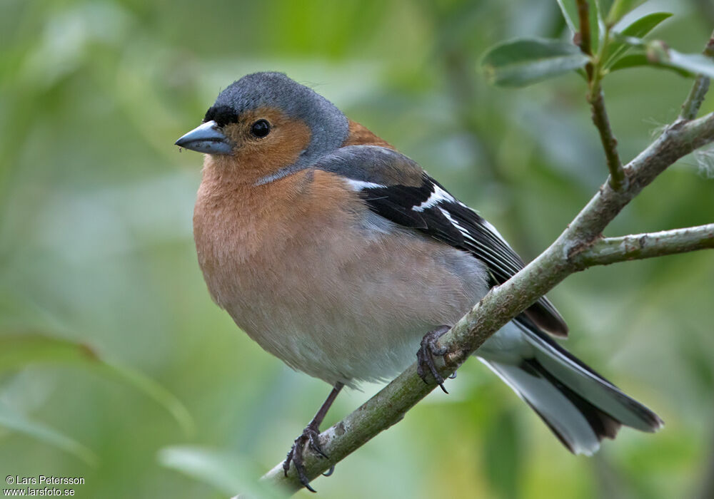 Eurasian Chaffinch