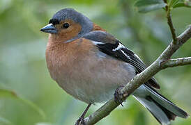 Eurasian Chaffinch