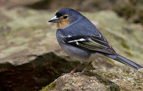 Canary Islands Chaffinch