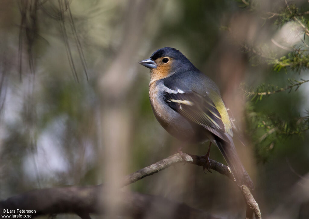 Canary Islands Chaffinch