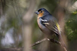 Canary Islands Chaffinch