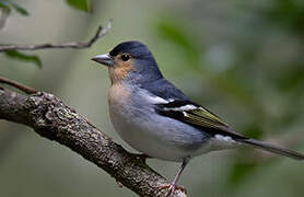 Canary Islands Chaffinch