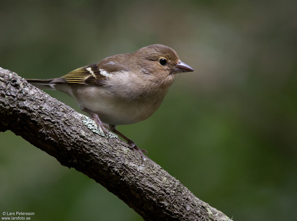 Canary Islands Chaffinch