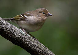 Canary Islands Chaffinch