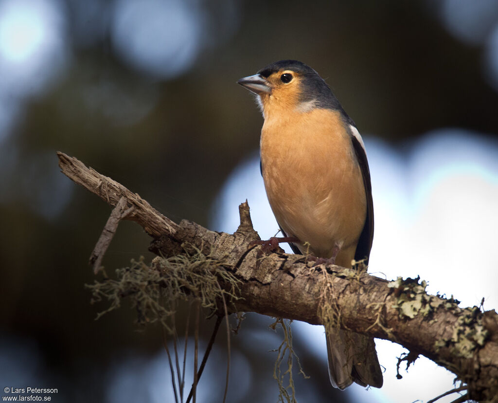 Canary Islands Chaffinch