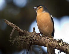 Canary Islands Chaffinch