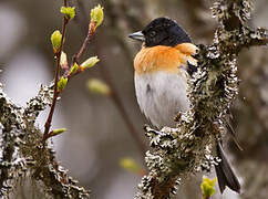 Brambling