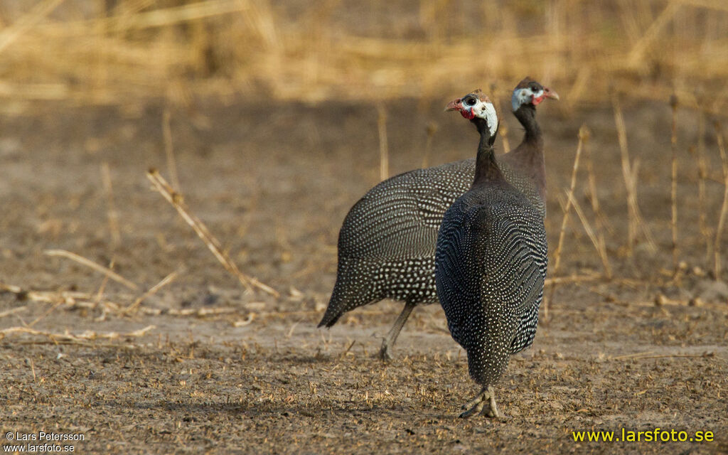 Helmeted Guineafowl