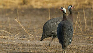 Helmeted Guineafowl