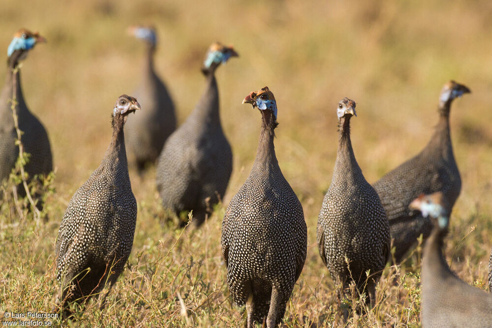 Helmeted Guineafowl