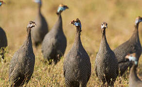 Helmeted Guineafowl