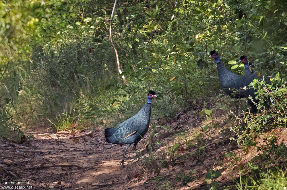 Pintade de Pucheranadulte, habitat