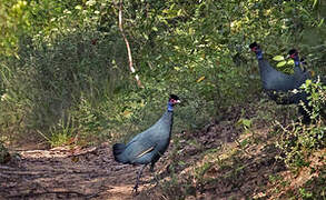 Eastern Crested Guineafowl