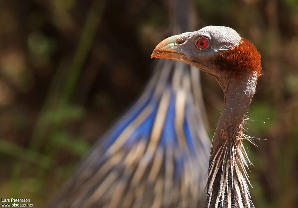 Vulturine Guineafowladult, close-up portrait