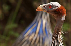 Vulturine Guineafowl