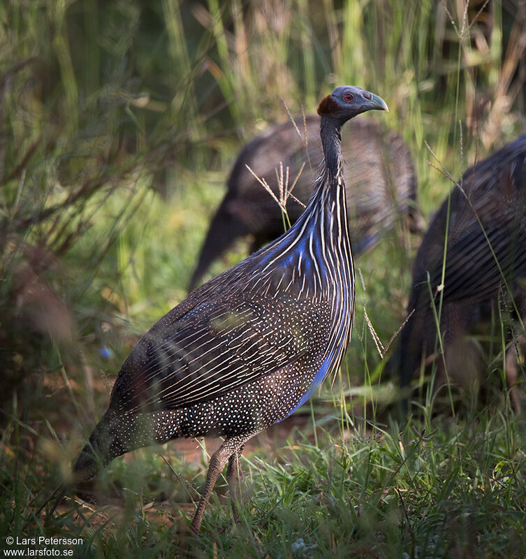 Vulturine Guineafowl