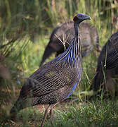 Vulturine Guineafowl