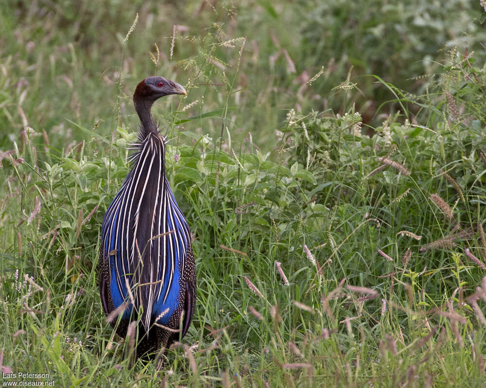 Vulturine Guineafowladult, close-up portrait