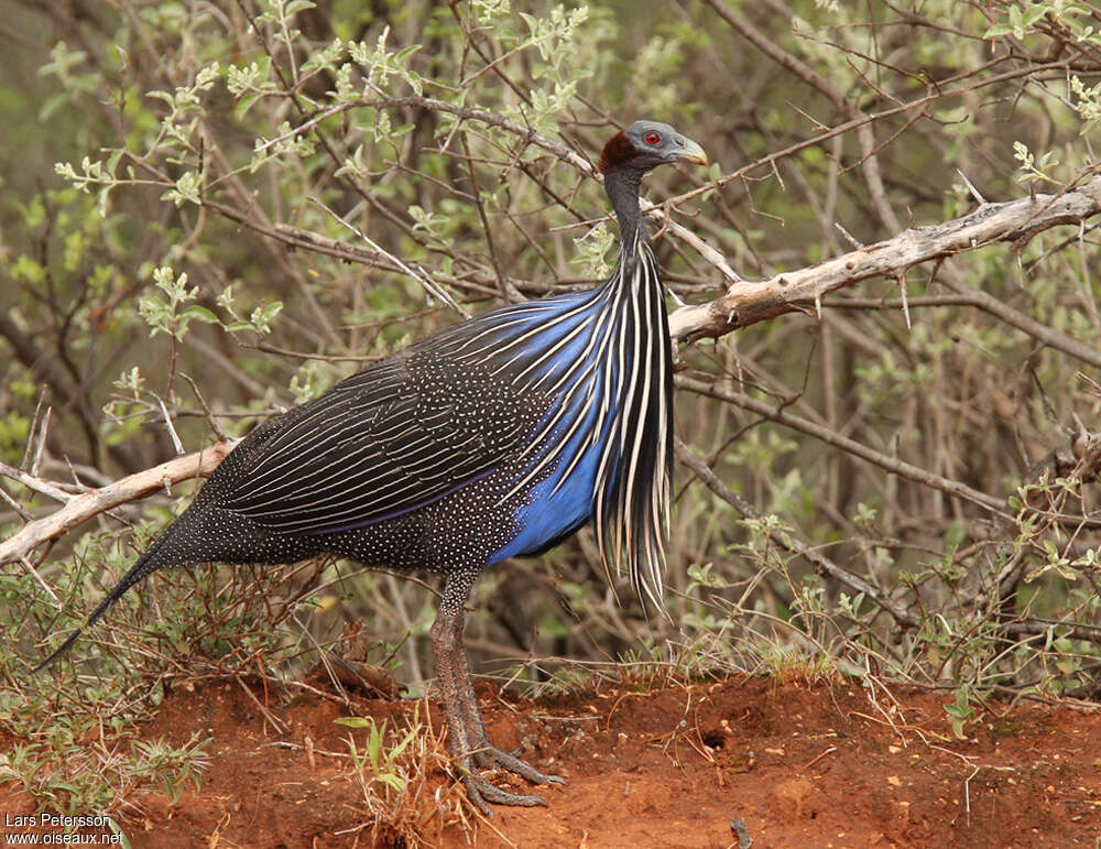 Vulturine Guineafowladult, identification