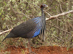 Vulturine Guineafowl