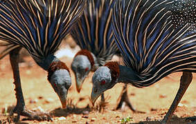 Vulturine Guineafowl