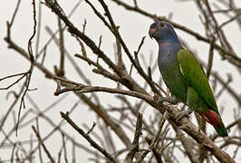 Blue-headed Parrot