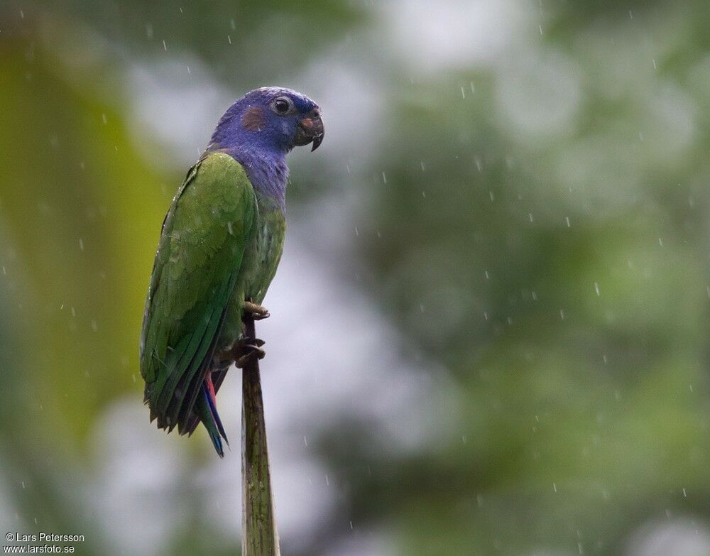 Blue-headed Parrot