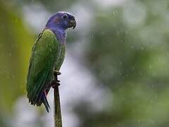 Pione à tête bleue