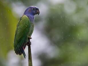 Pione à tête bleue