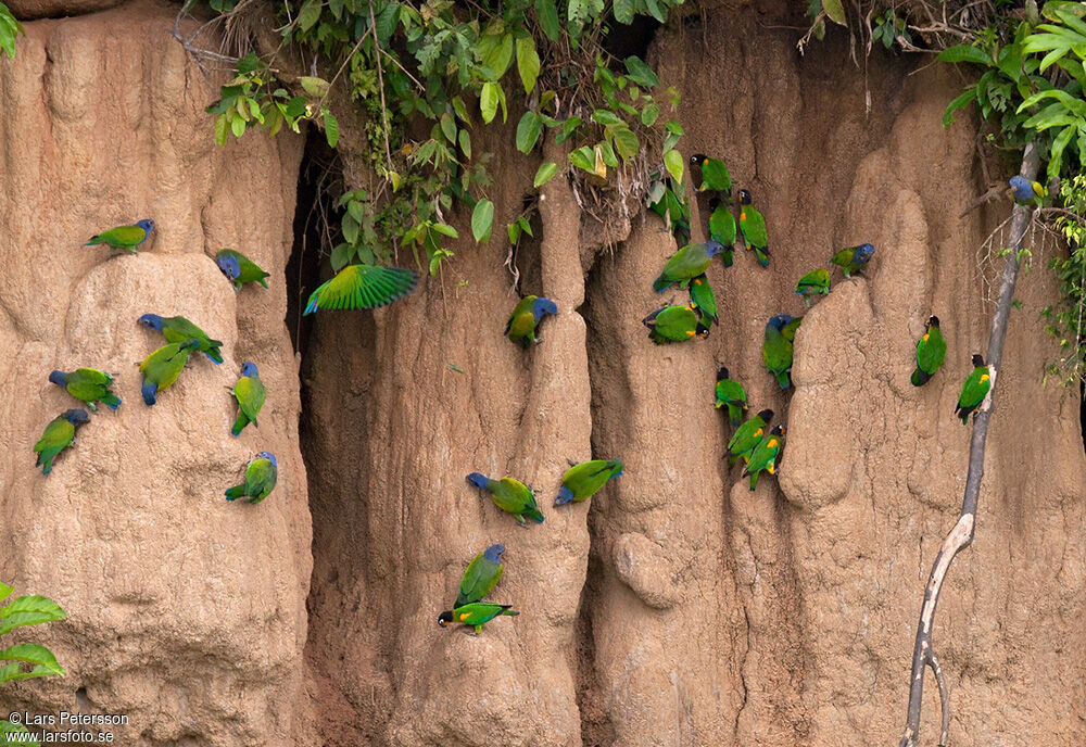 Blue-headed Parrot