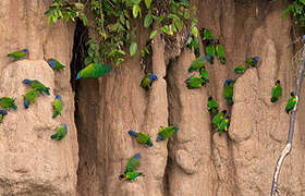 Blue-headed Parrot