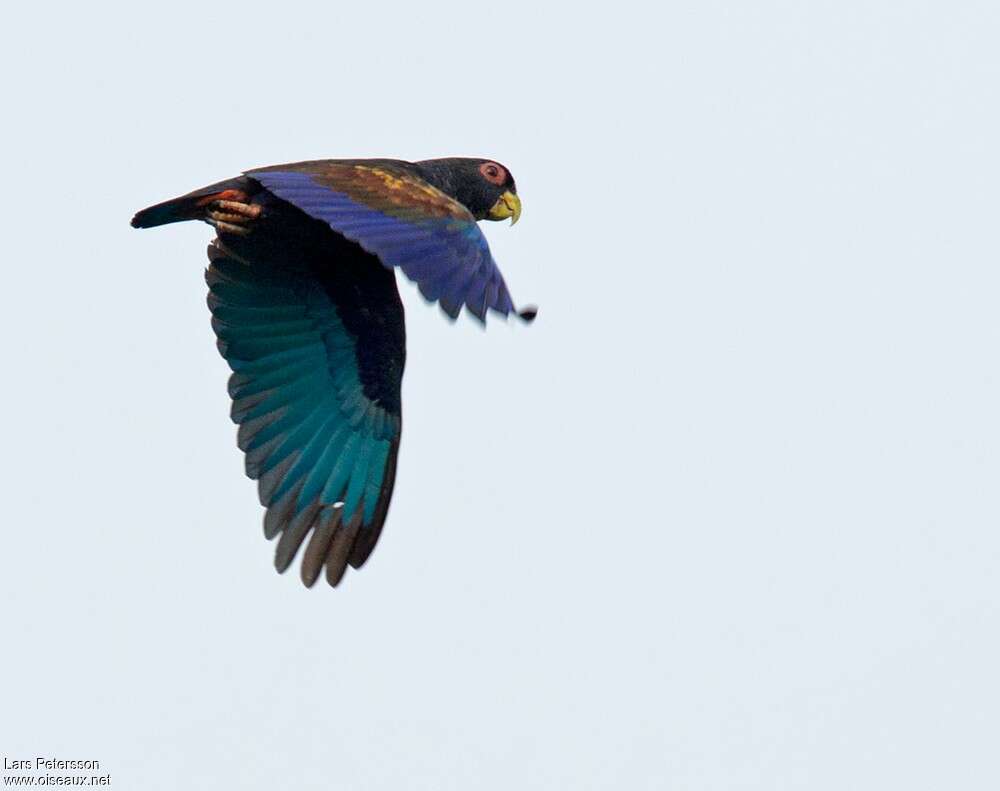 Bronze-winged Parrotadult, pigmentation, Flight