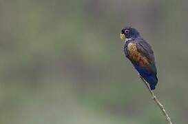 Bronze-winged Parrot