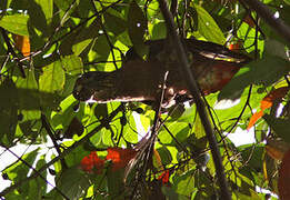 Dusky Parrot