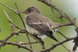 Eastern Wood Pewee