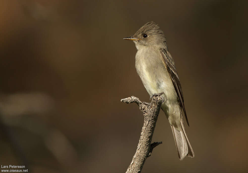 Pioui de l'Ouestadulte, identification