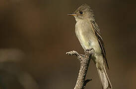 Western Wood Pewee