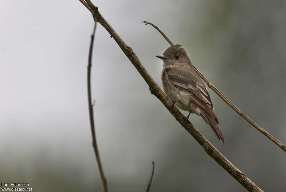 Western Wood Pewee, moulting, pigmentation