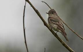 Western Wood Pewee