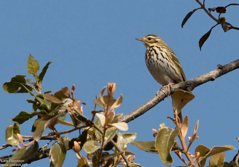 Pipit à dos olive, habitat, pigmentation, Comportement