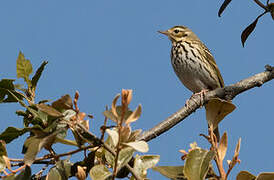 Olive-backed Pipit