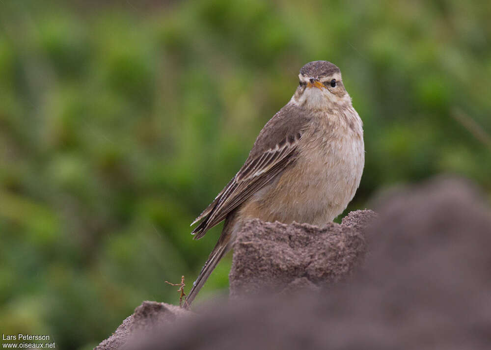 Pipit à dos uniadulte, identification